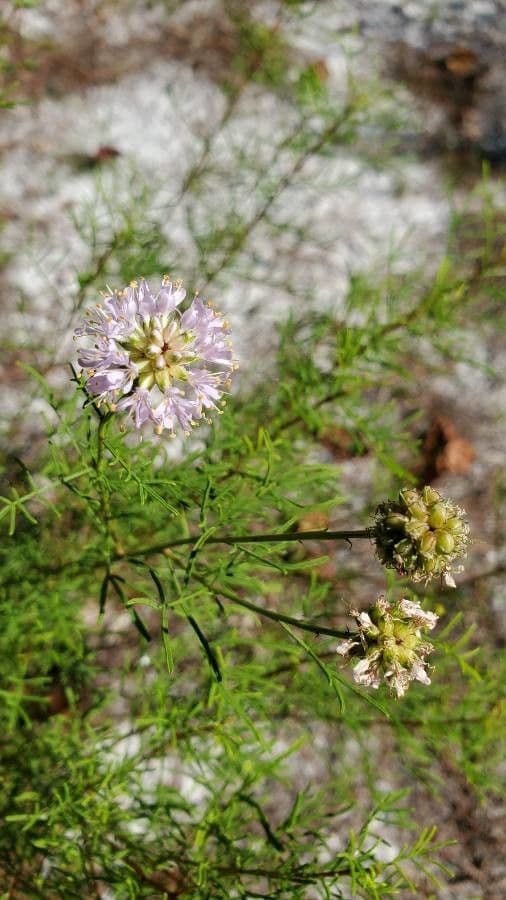 Dalea
