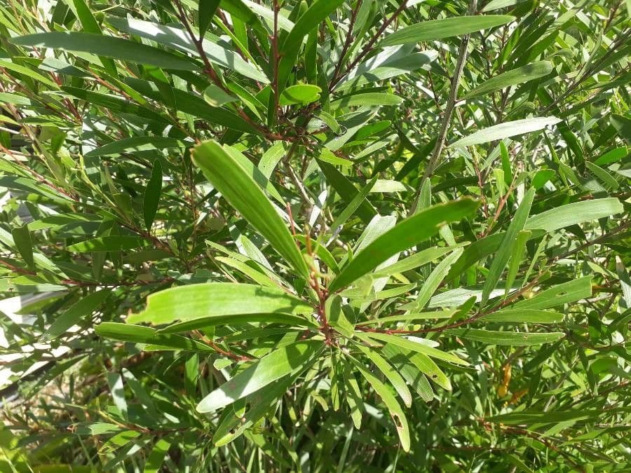 Acacia 19