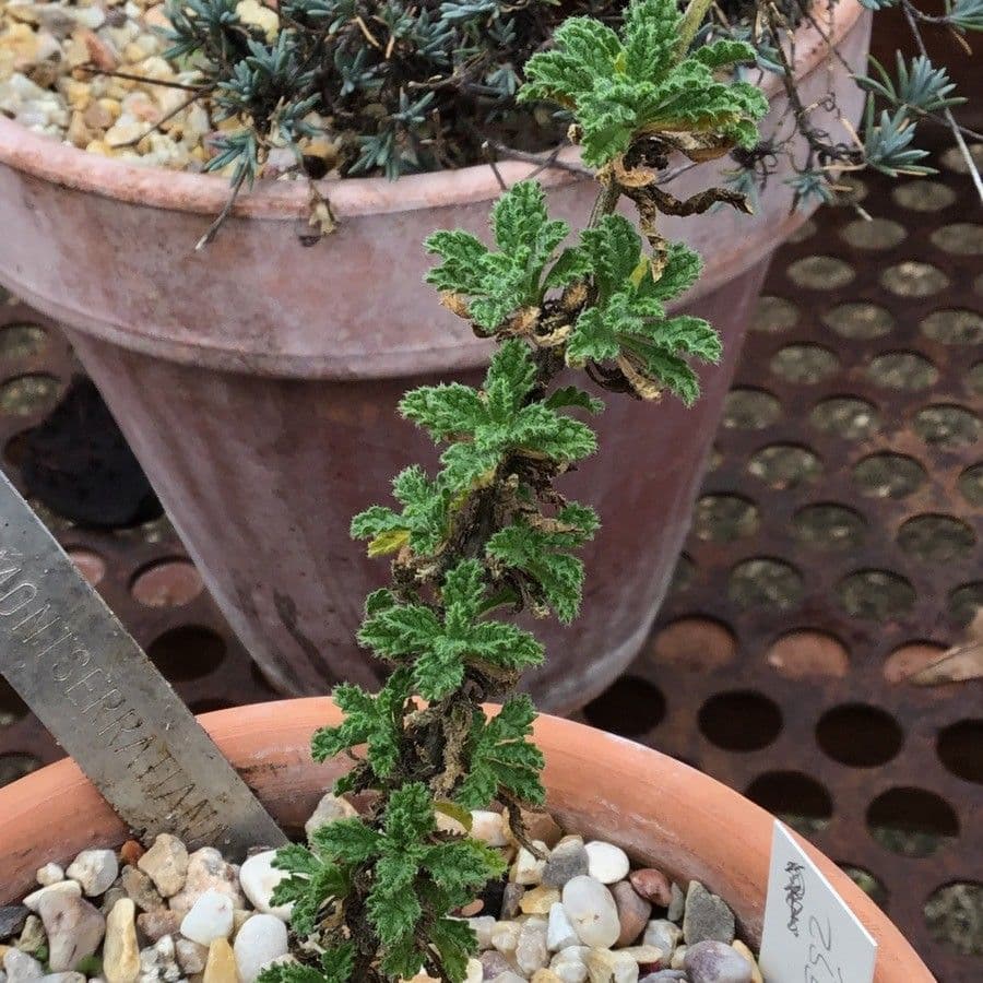 Sideritis 3