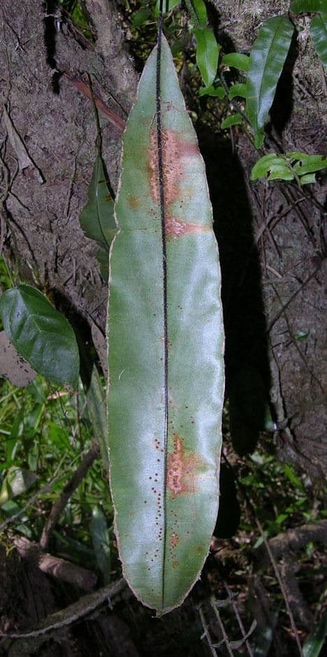 Oleandra 7