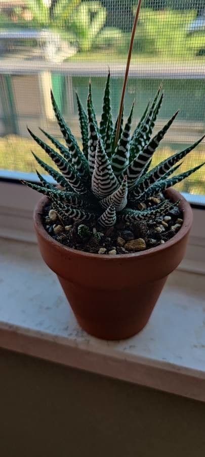 Pianta zebra 14