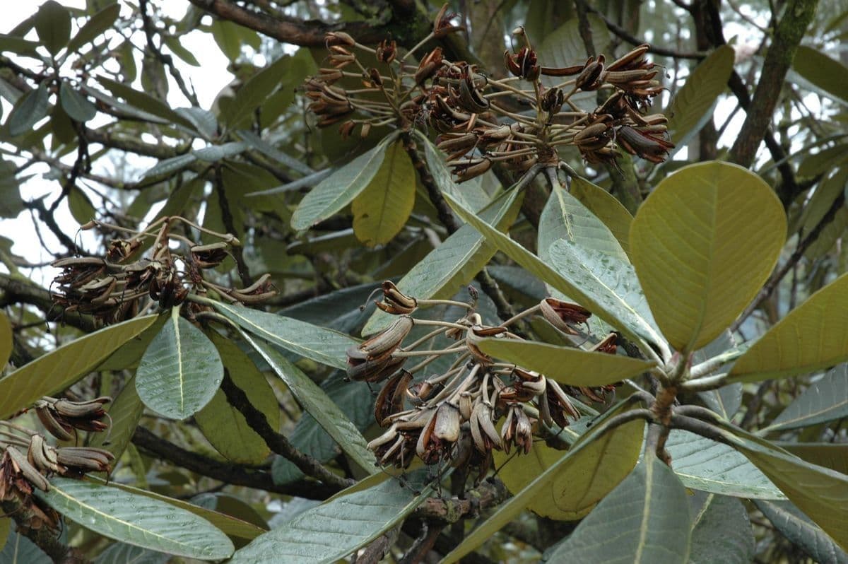Rododendron