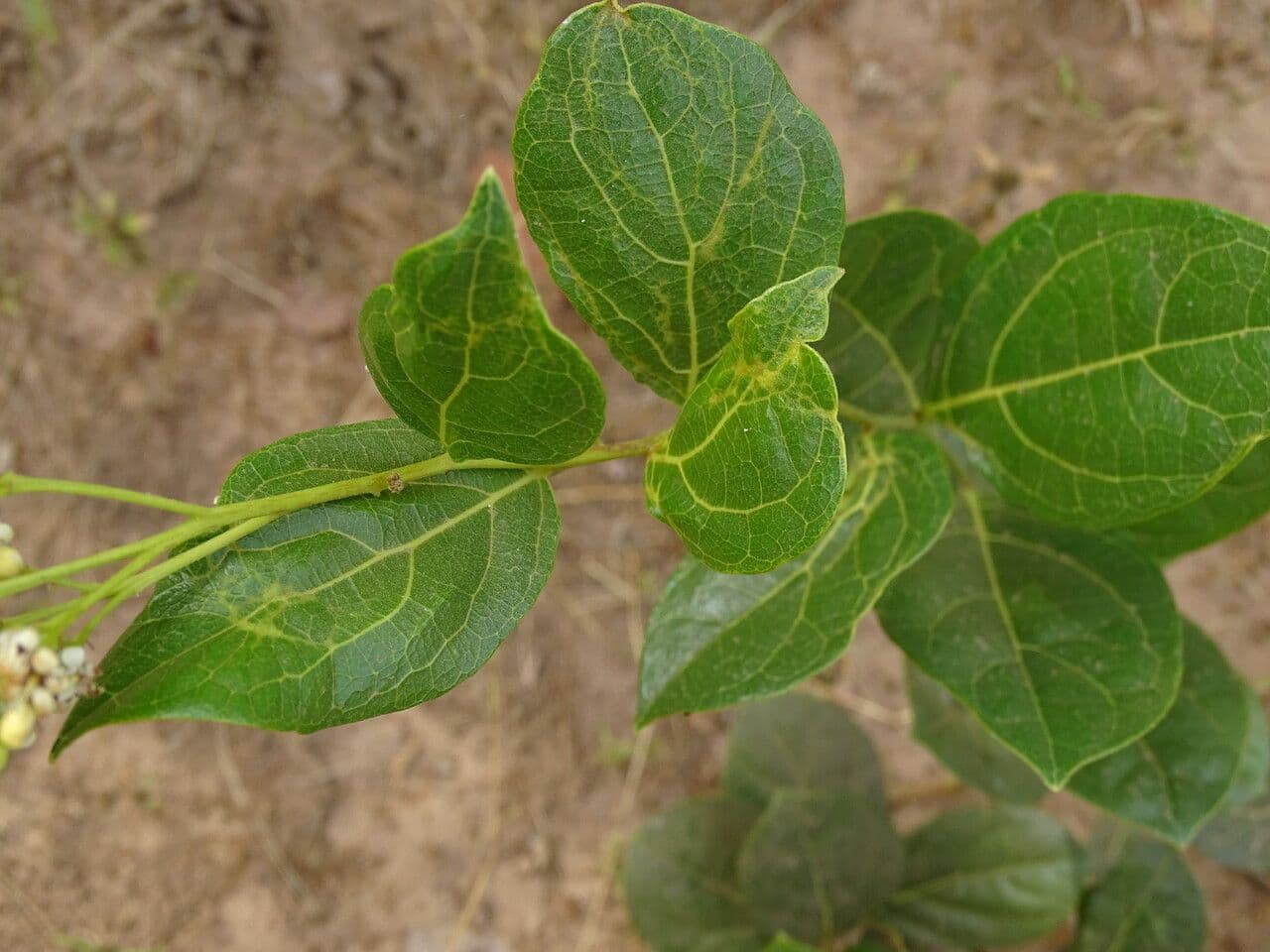 Icacina 9