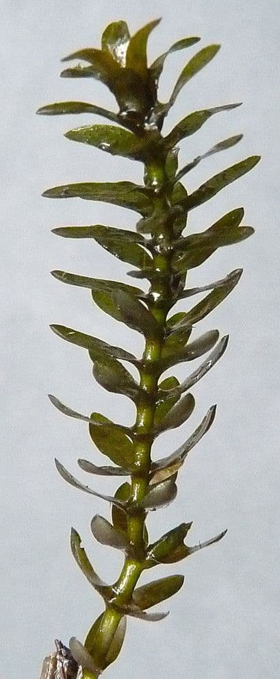 Elodea de Canadá 26