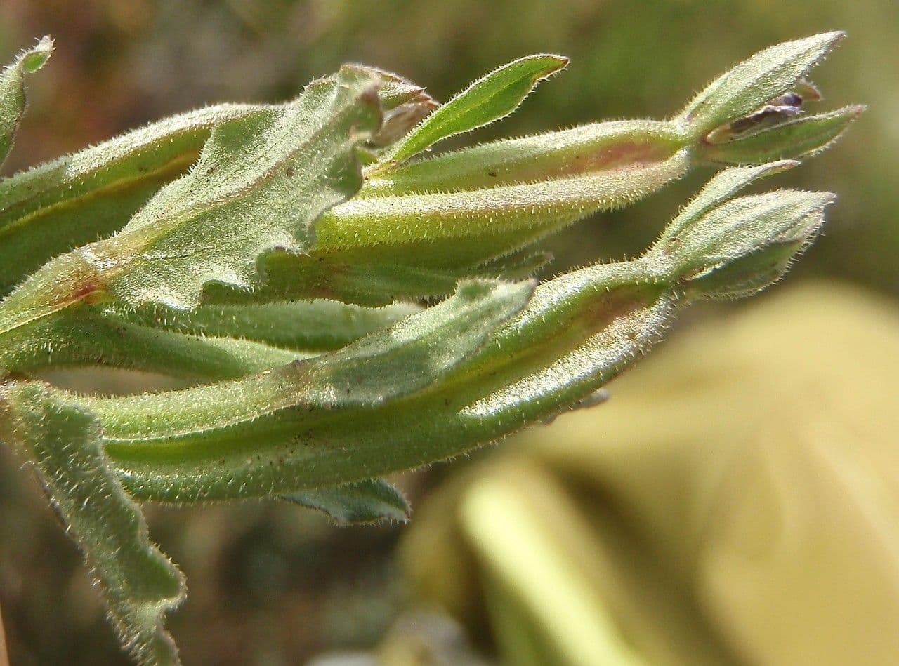 Legousia hybrida 3