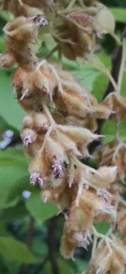 Pterostyrax hispidus 20