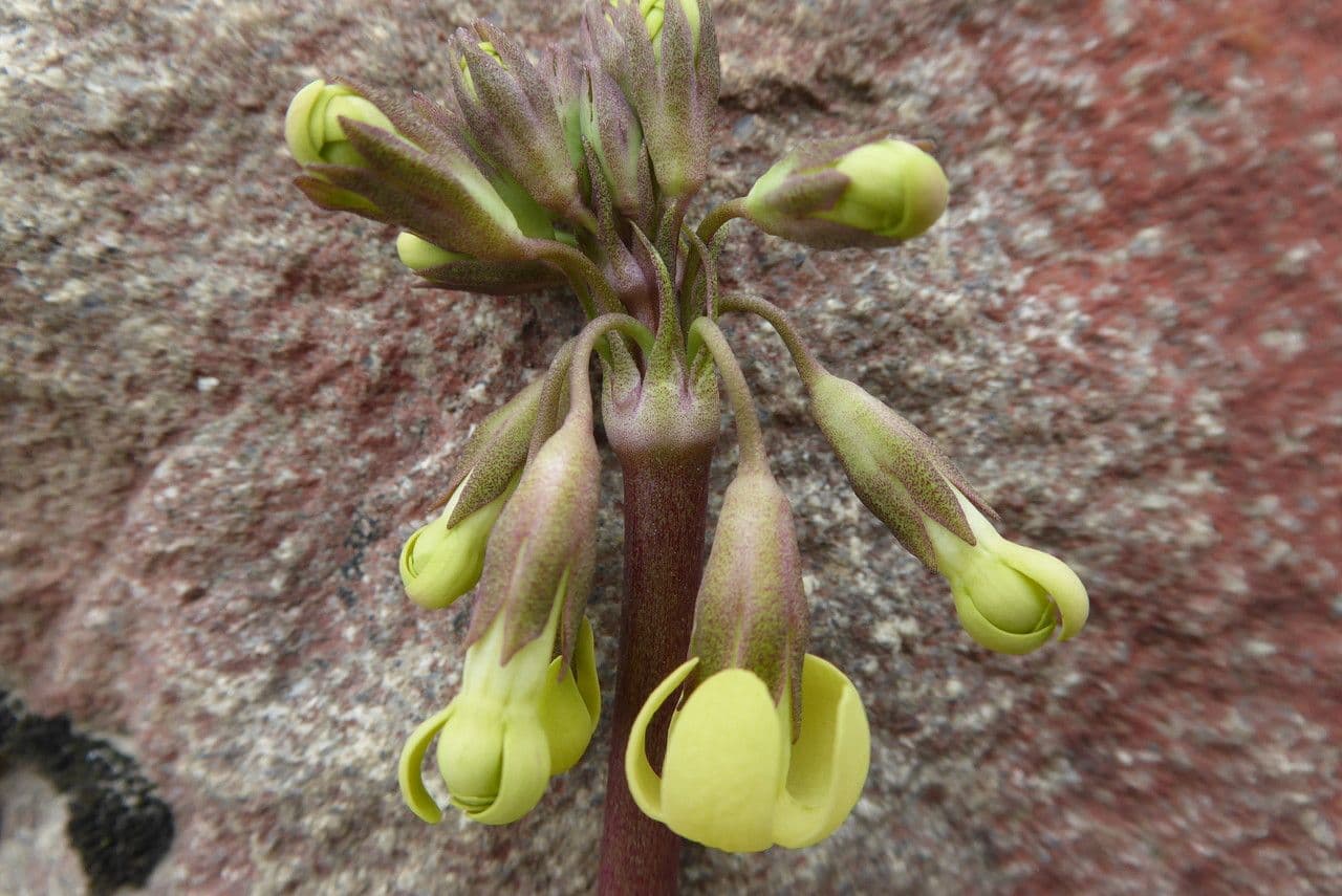 Primula