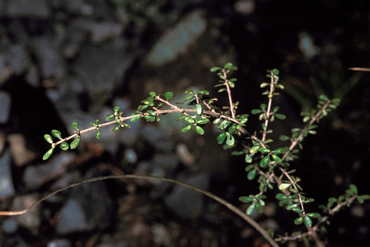 Coprosma pseudocuneata 2