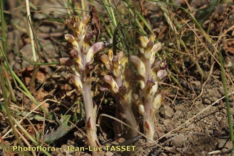 Australian broomrape 9