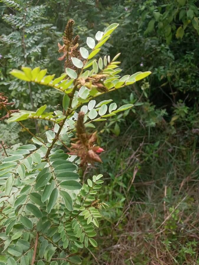 Indigofera 4