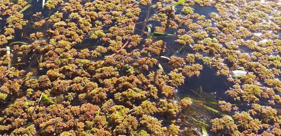 Azolla drobna