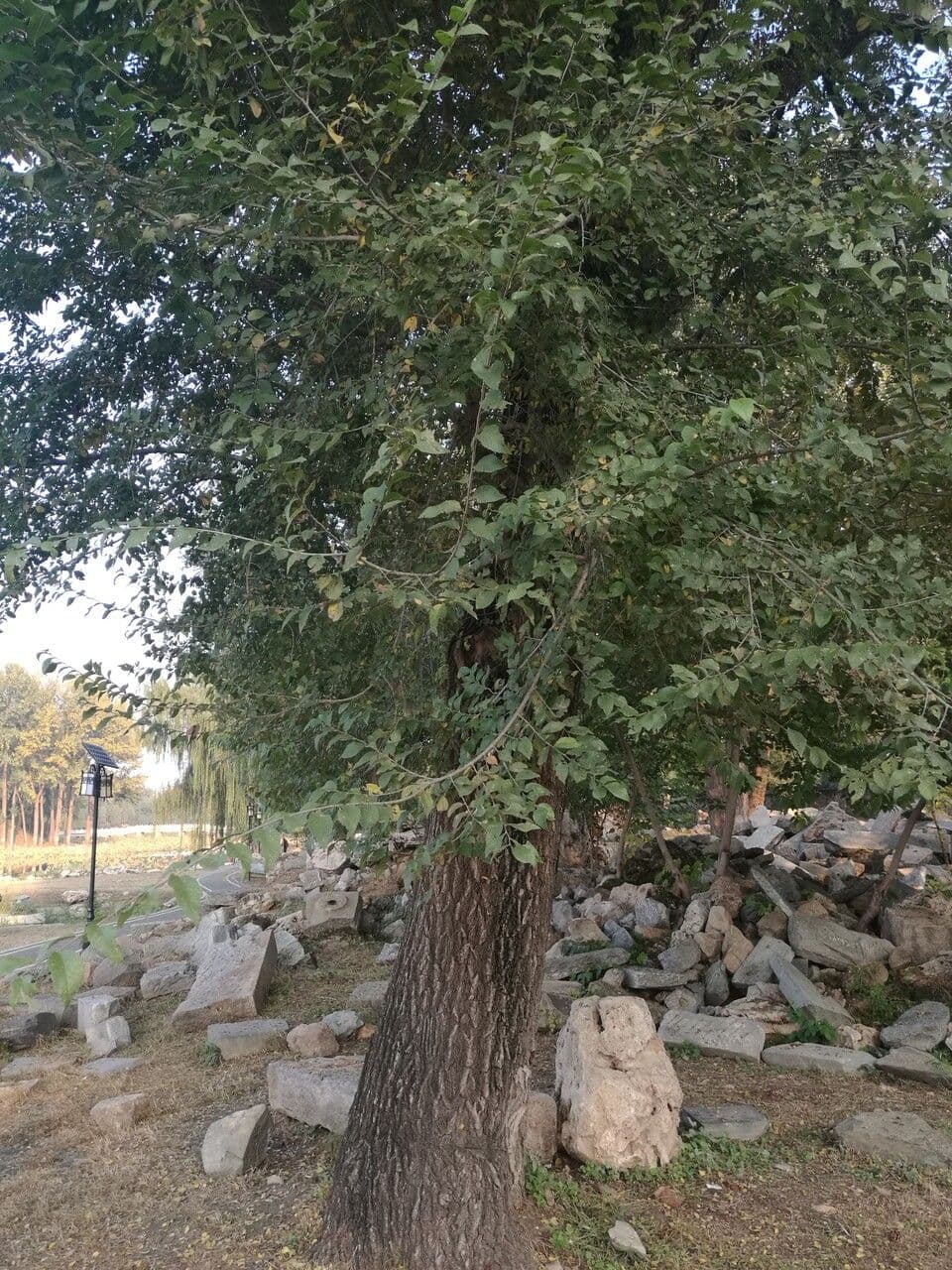 Olmo siberiano 13