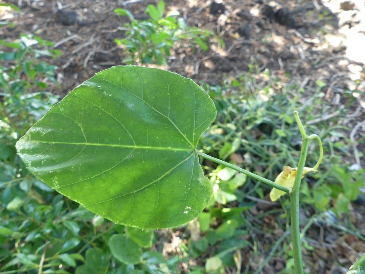 Cissus 2