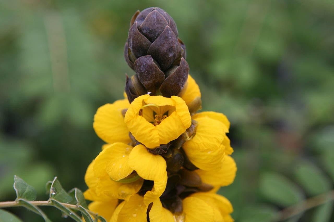 Senna didymobotrya 6