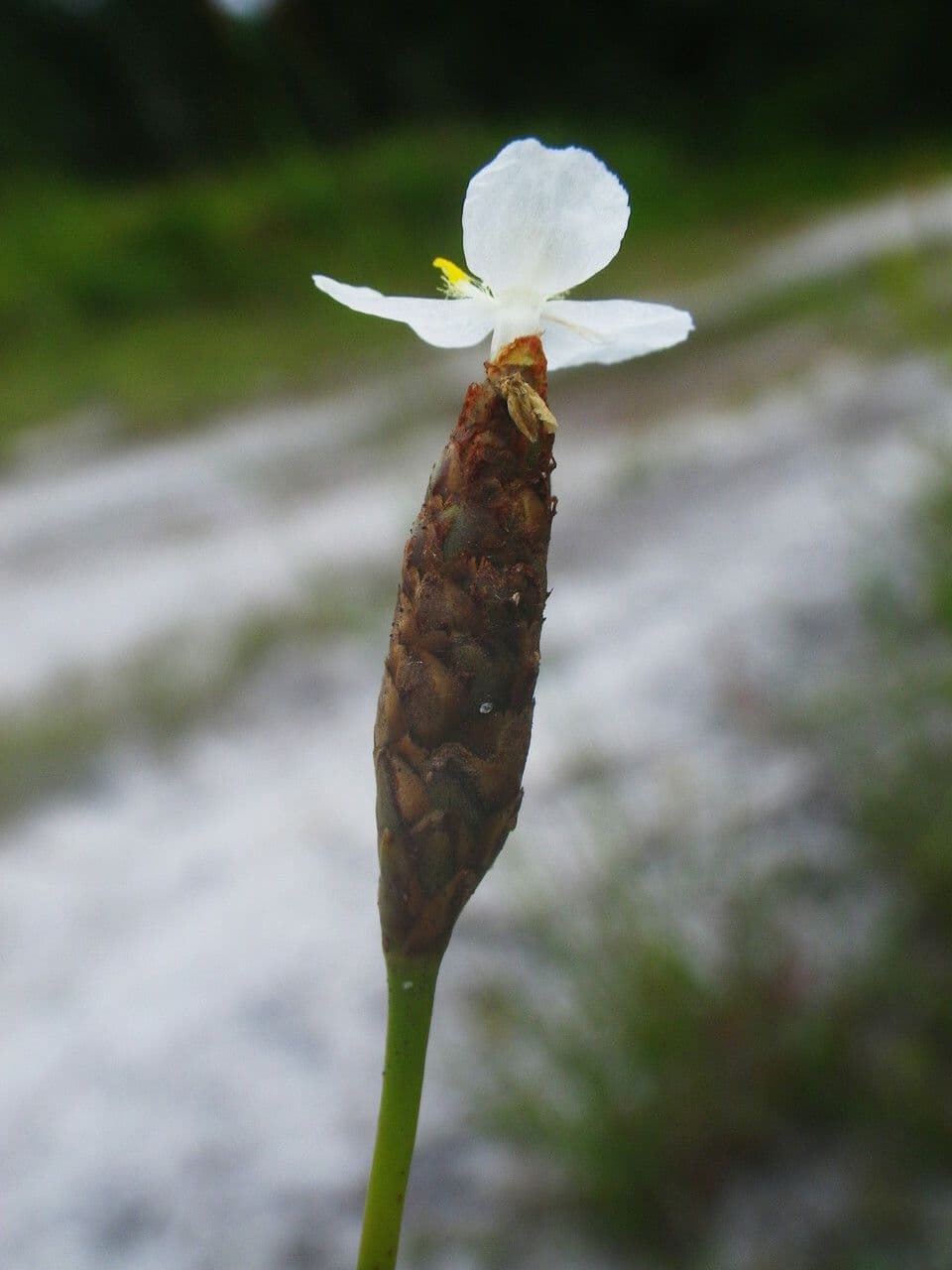 Karolinische Gelbaugengras 2