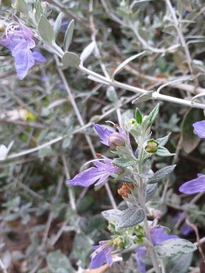 Germandrée arbustive 9