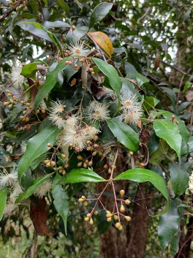 Syzygium 10
