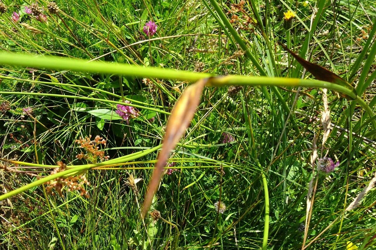 Schmalblättriges Wollgras 18