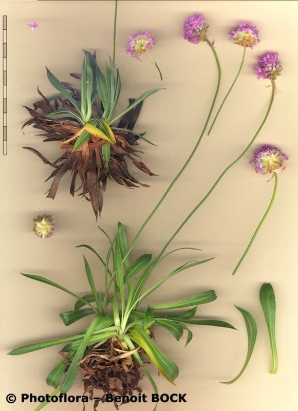 Armeria 12