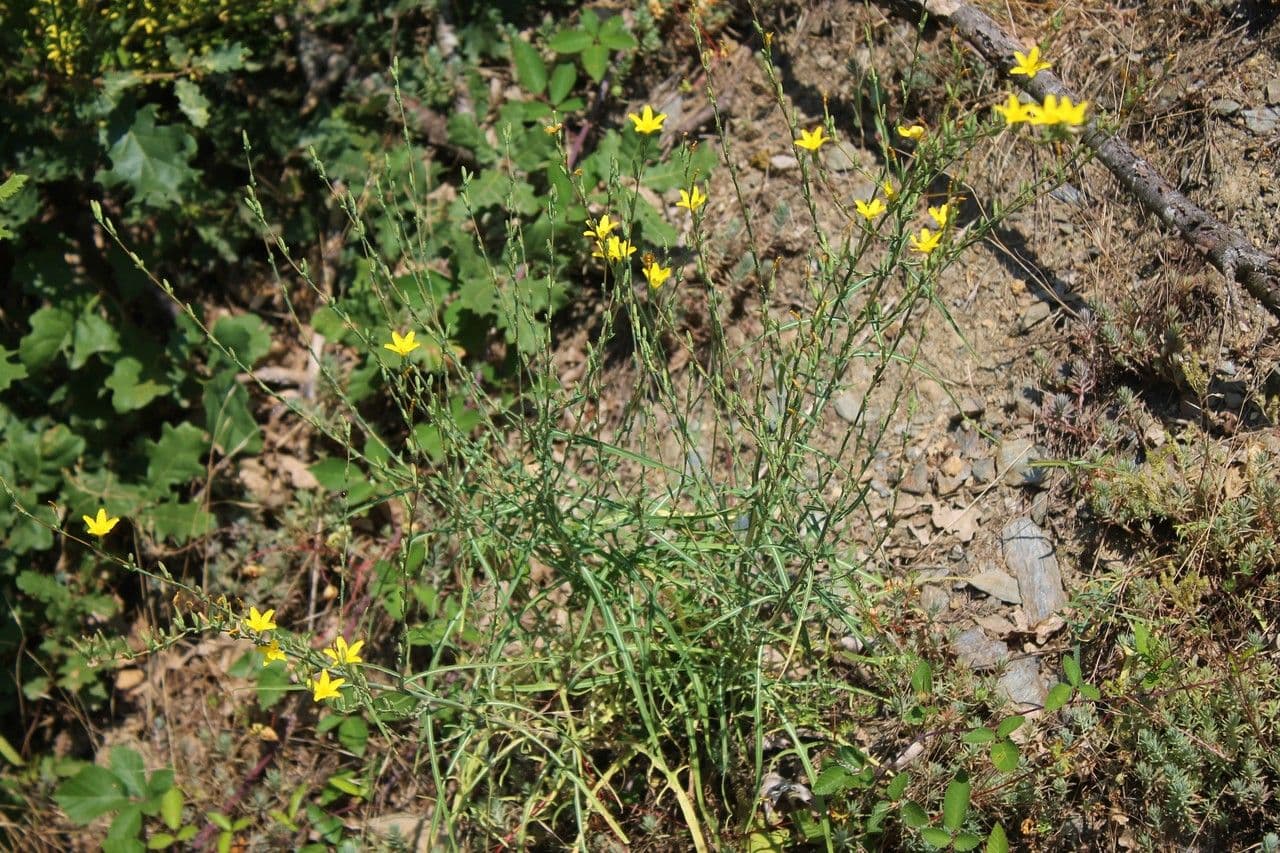 Lattuga viminea 16