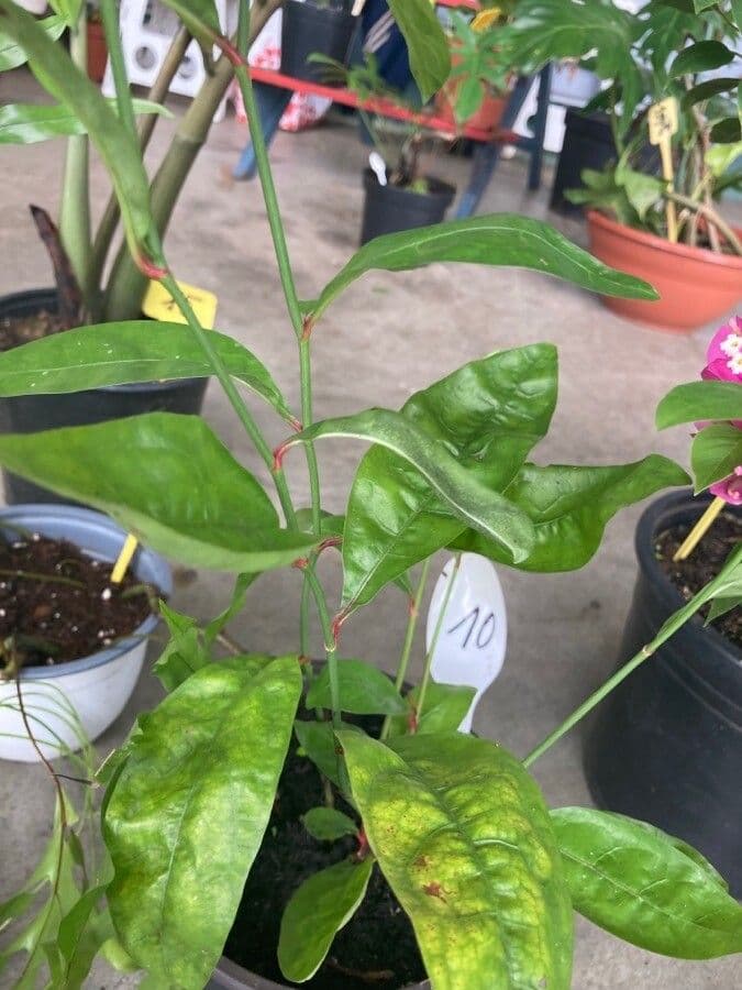 Plumbago 10