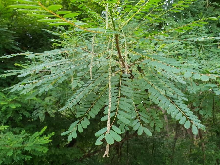 Amorphoides Alvaradoa 3