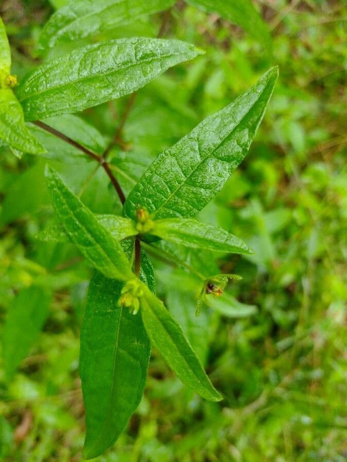 Sigesbeckia orientalis 16