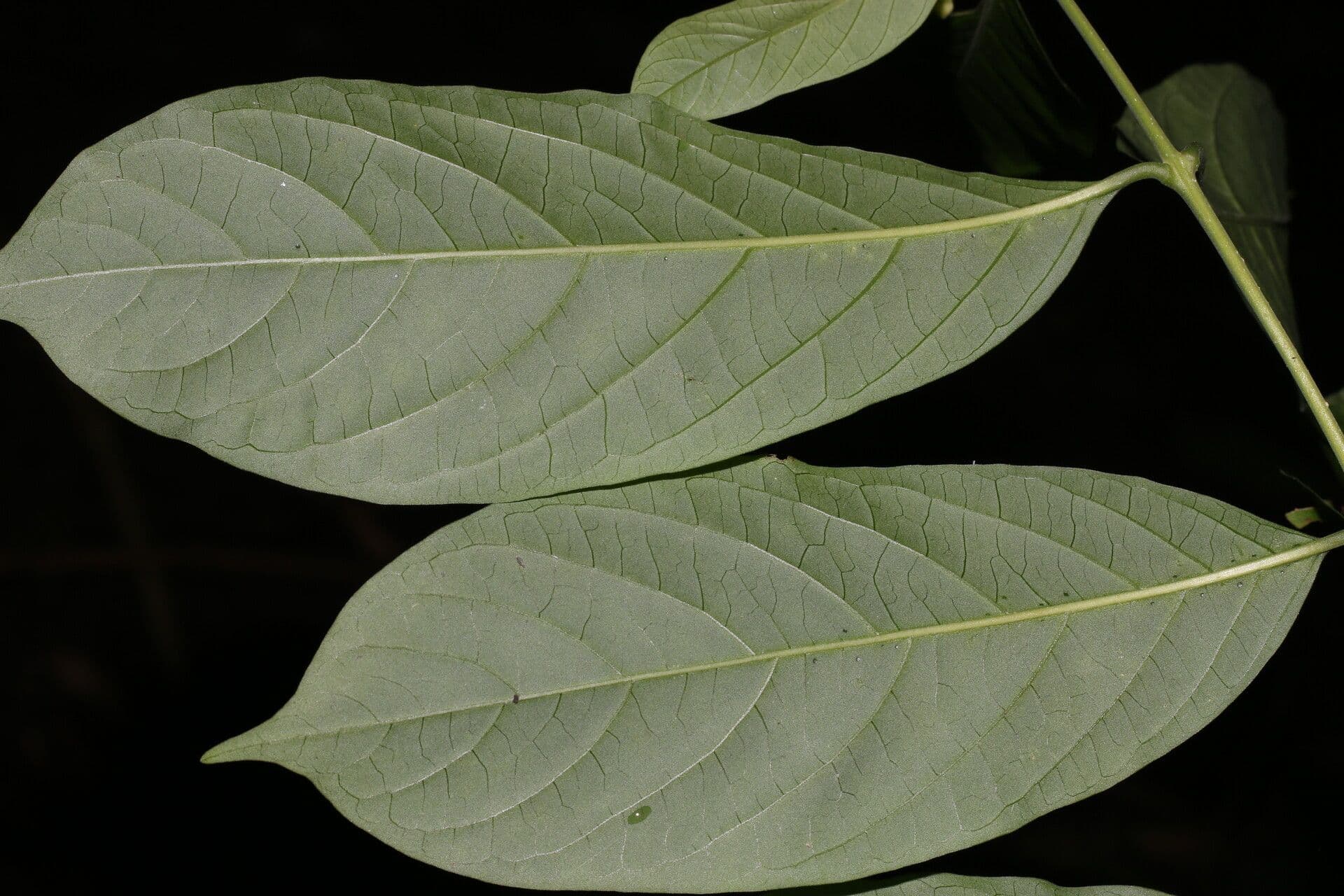 Aegiphila panamense 7