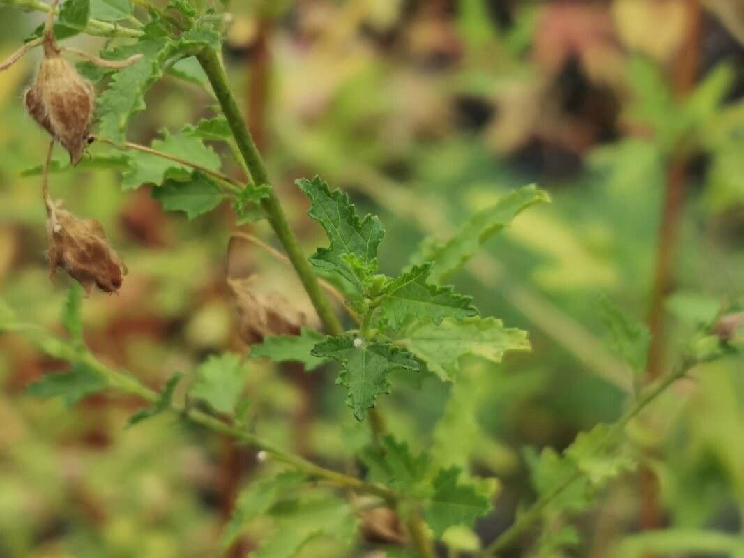 Anisodontea 11