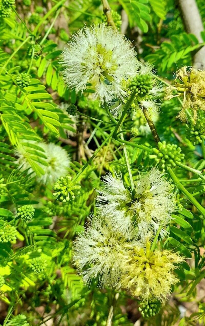 Chloroleukon