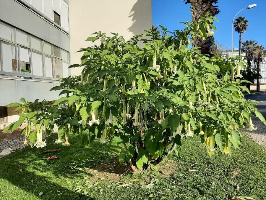 Datura 12