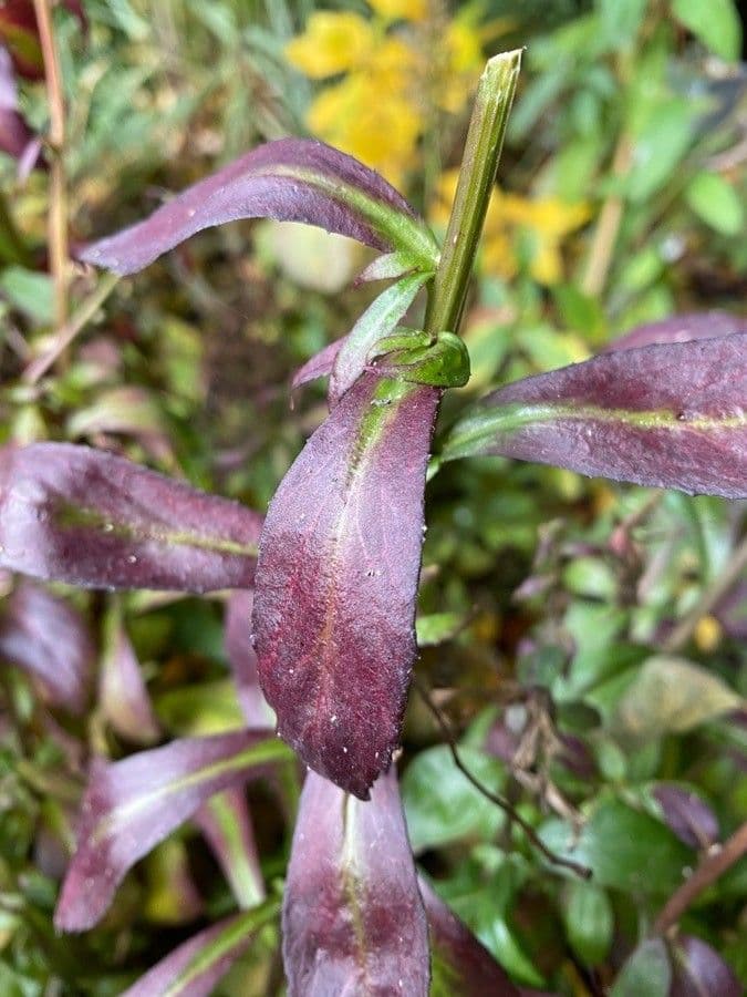 Lobelia cardinale 18