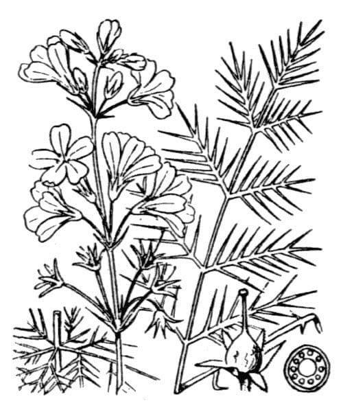 Erba scopina 21