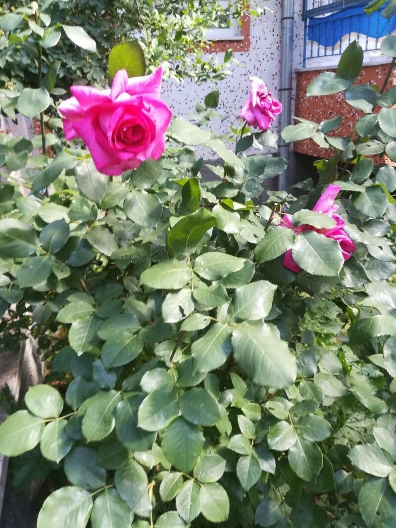 Rosa 29