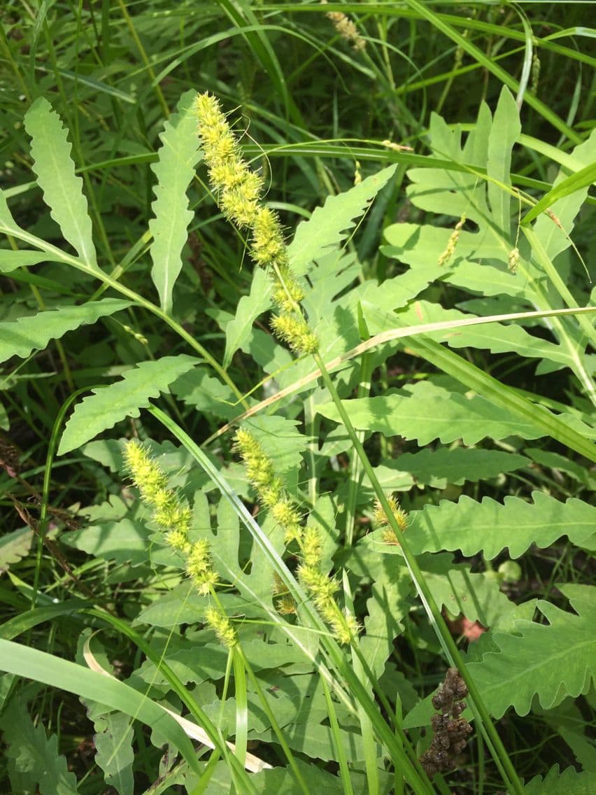Carex vulpinoidea 11