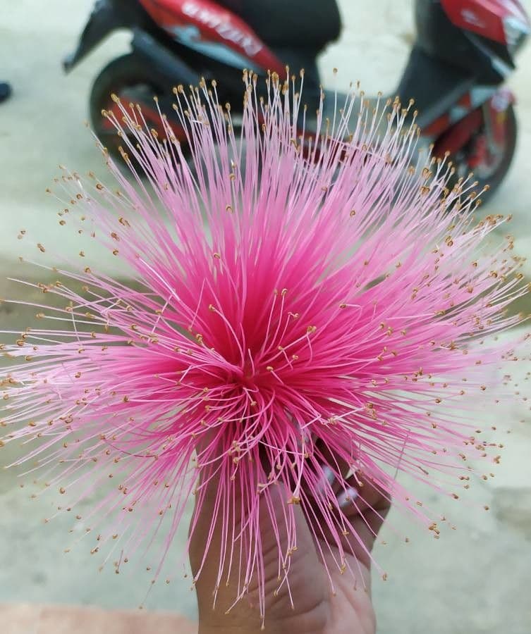 Pseudobombax ellipticum 10