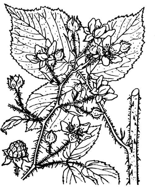 Rovo 4