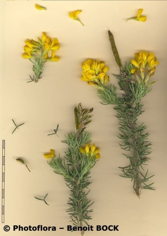 Adenocarpus decorticans 14