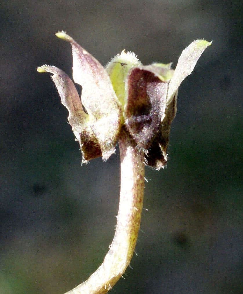 Viola bianca 3