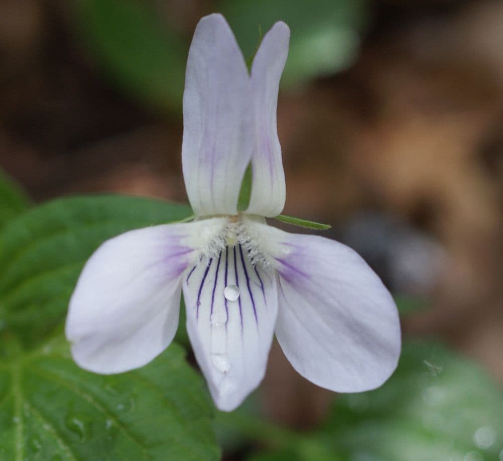 Viola 2