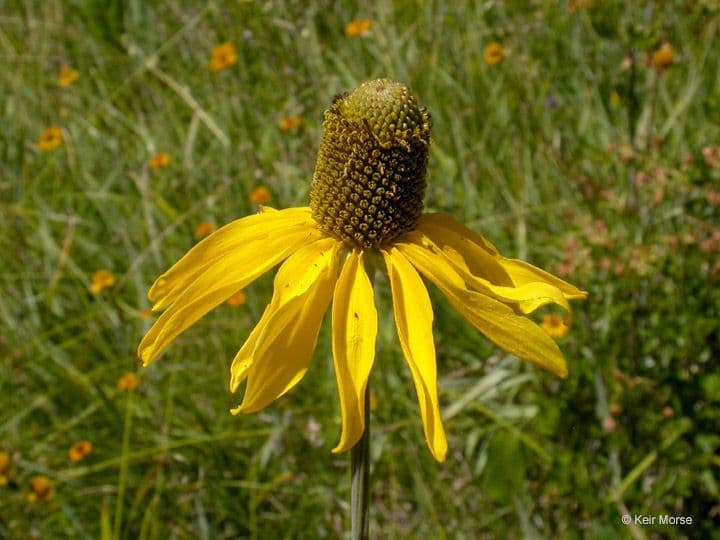 Rutenbeckia