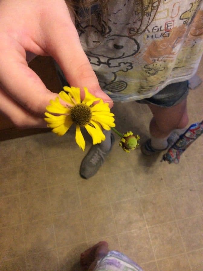 Helenium flexuosum 3