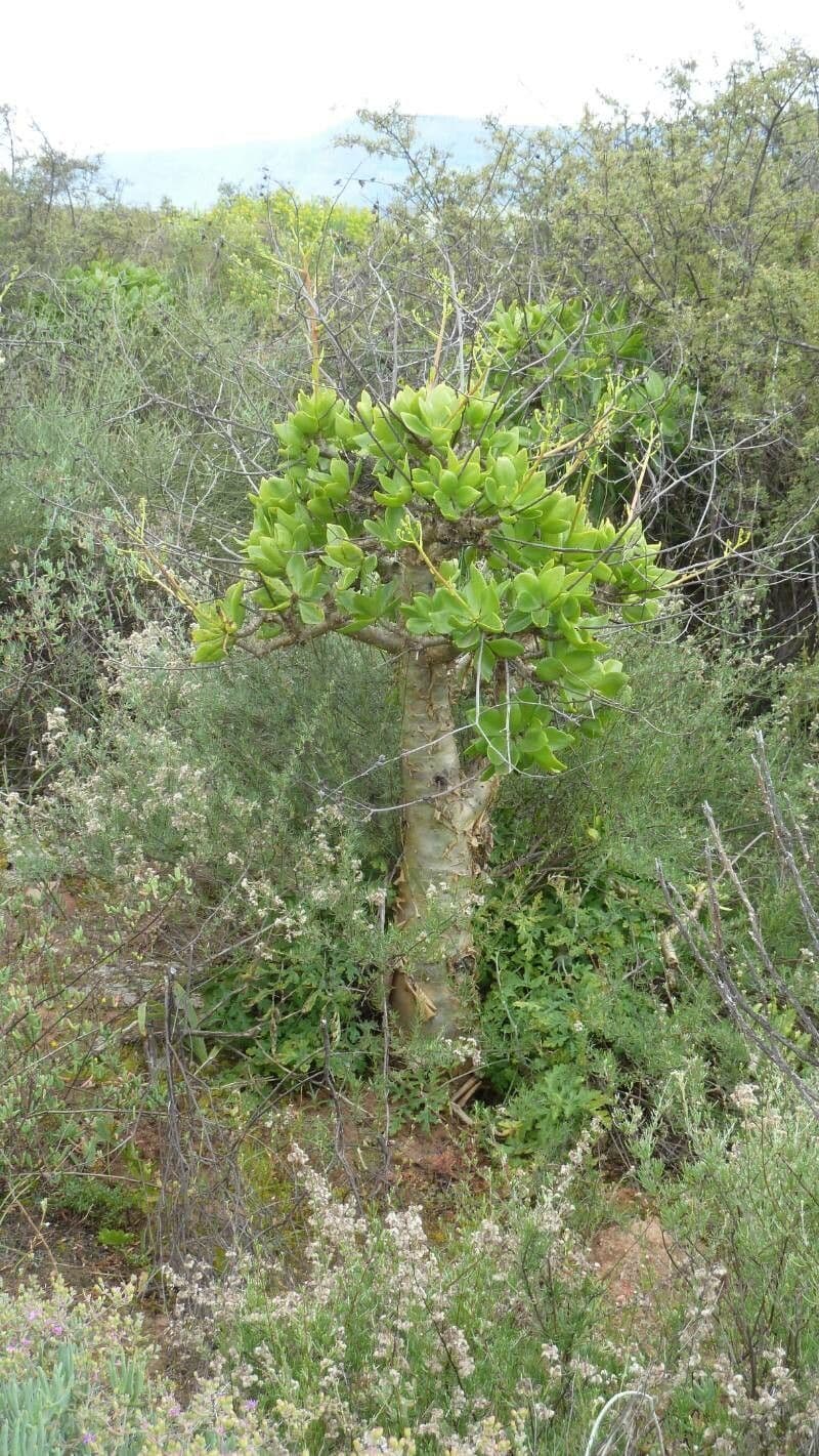 Tylecodon 12