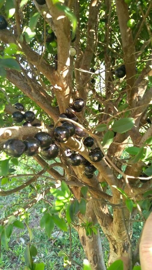Jabuticaba 3