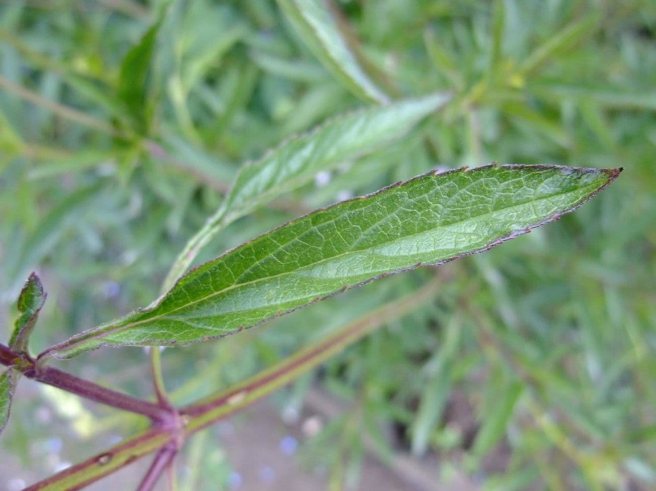 Bog sage 13