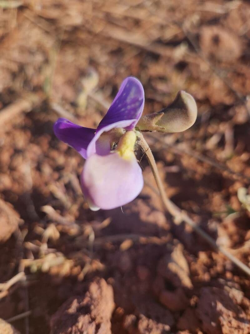 Vigna frutescens 19