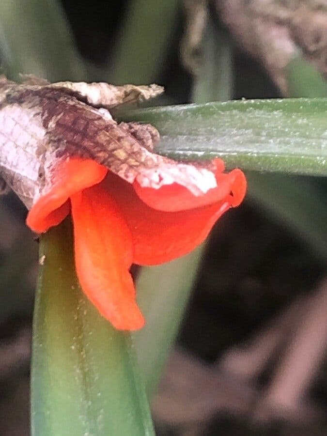 Ceratostylis reticolata