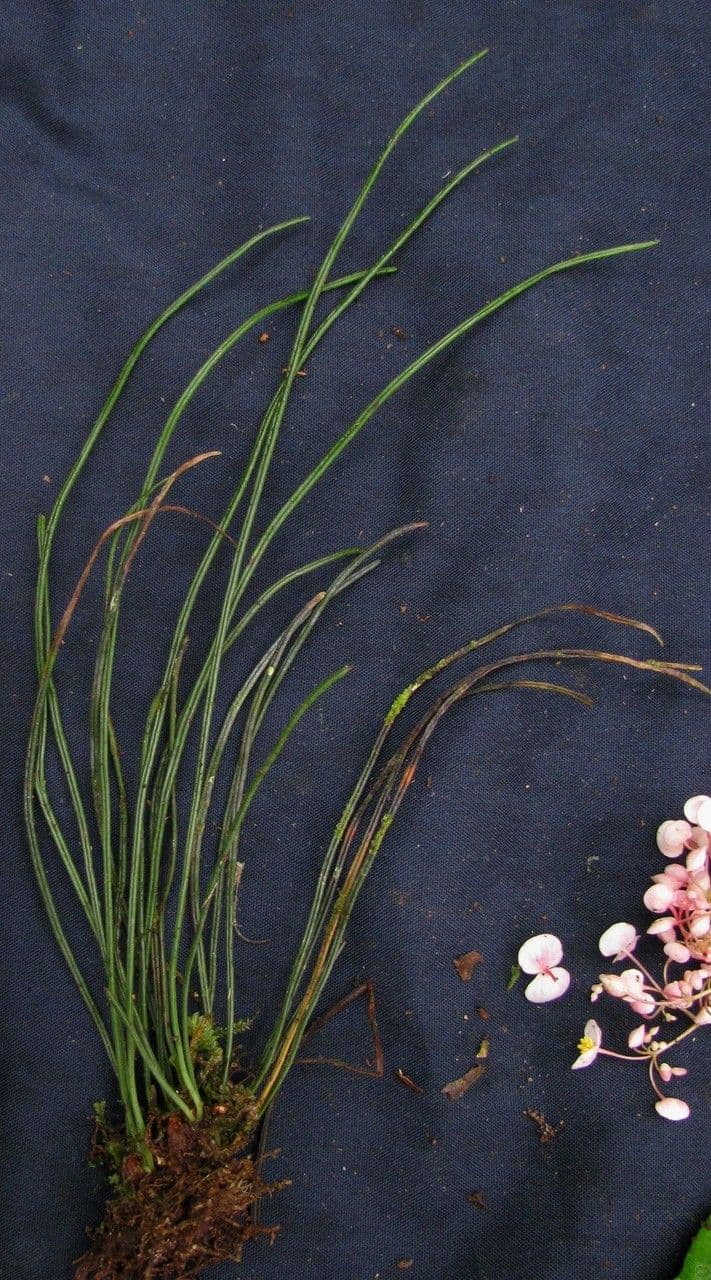 Gras-Schuhfarn 7