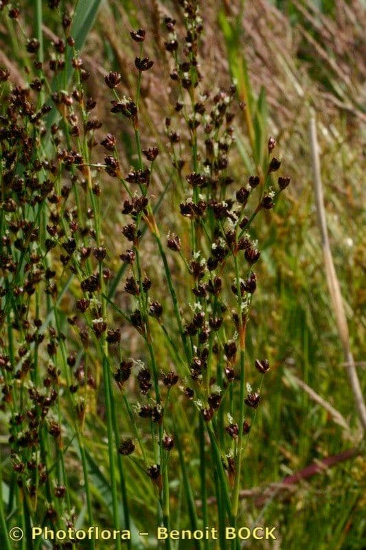 Juncus anceps 9