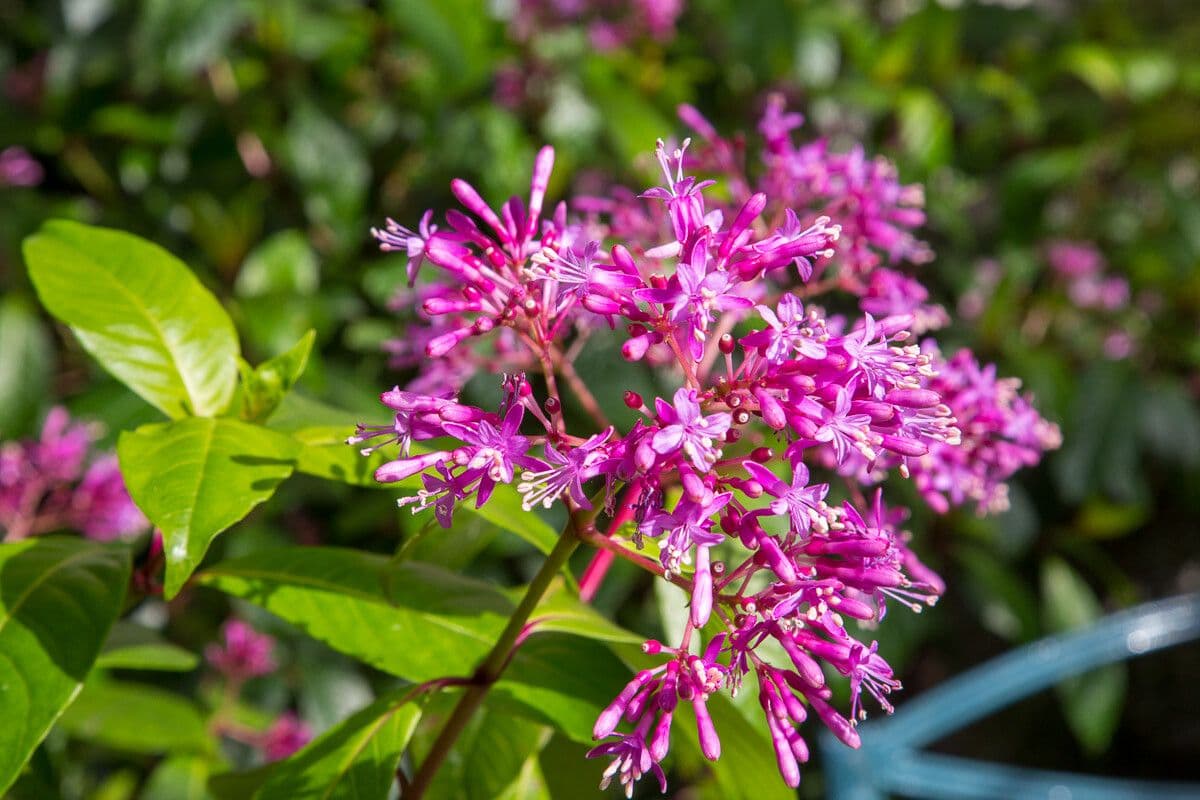 Fuchzia 9